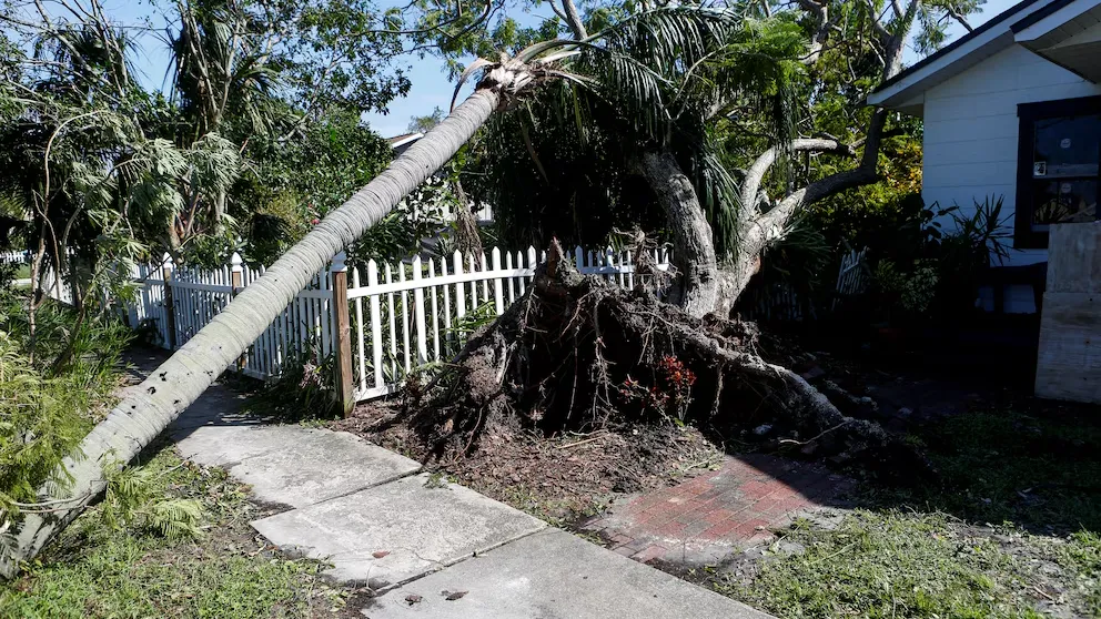 Una mujer murió aplastada por un árbol mientras ayudaba a limpiar los escombros que dejó el huracán Milton